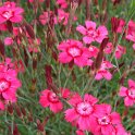 Dianthus deltoides 'Nelli' fleur